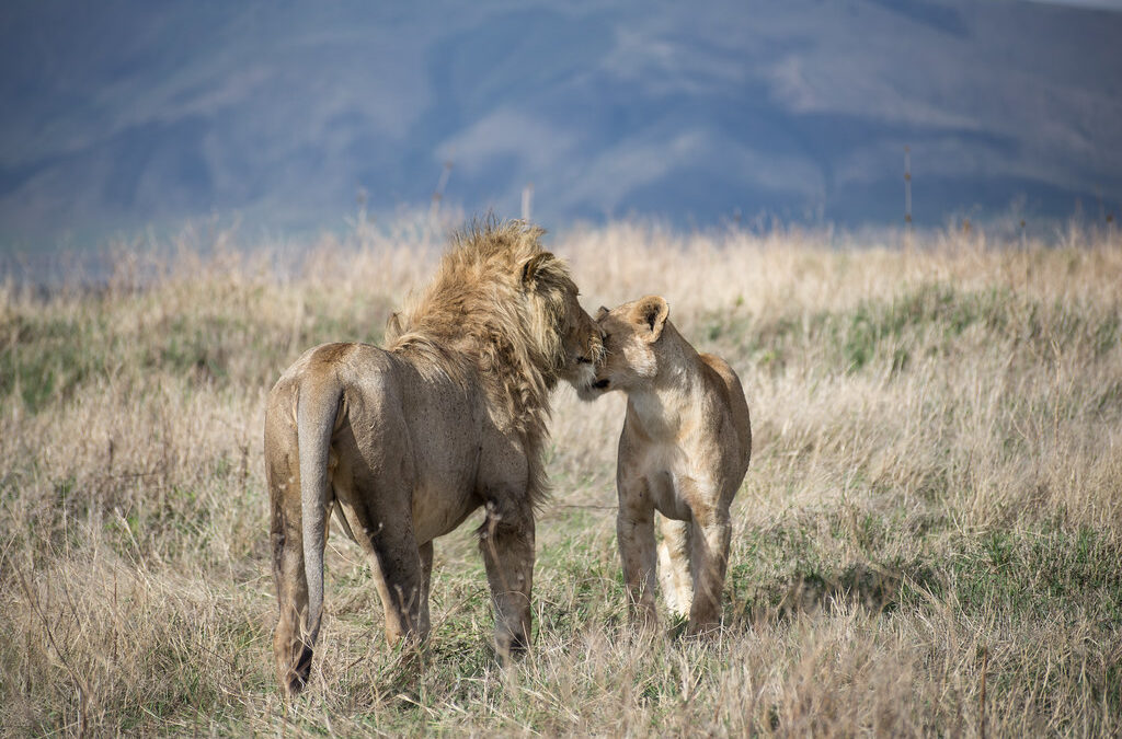 5-Day Big Five Safari