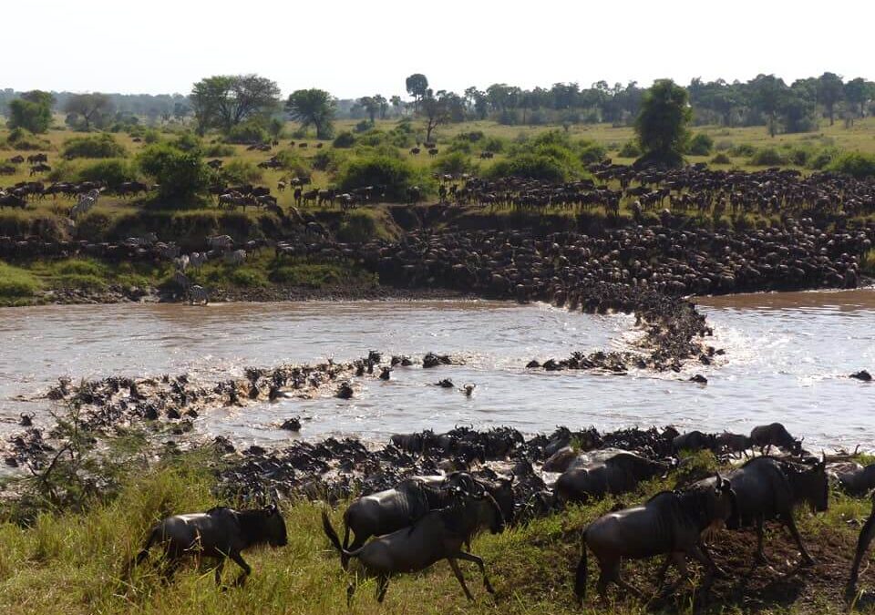 Follow the Migration Across the Mighty Mara River