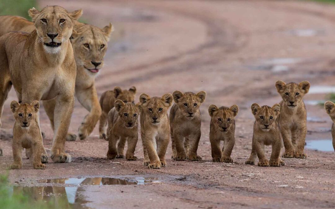 8-Day Honeymoon Safari in Tanzania