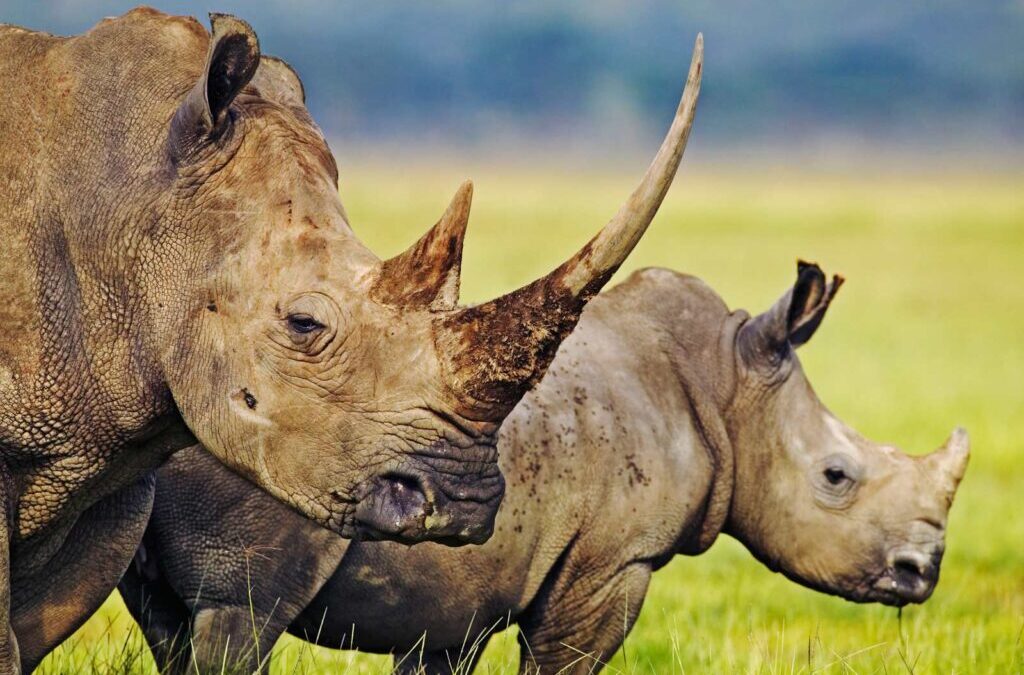 African Big Five Safari