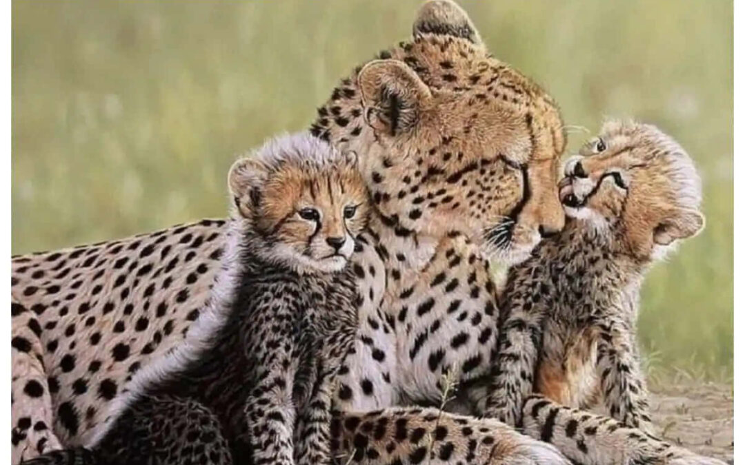6-Day Family Luxury Safari in Tanzania