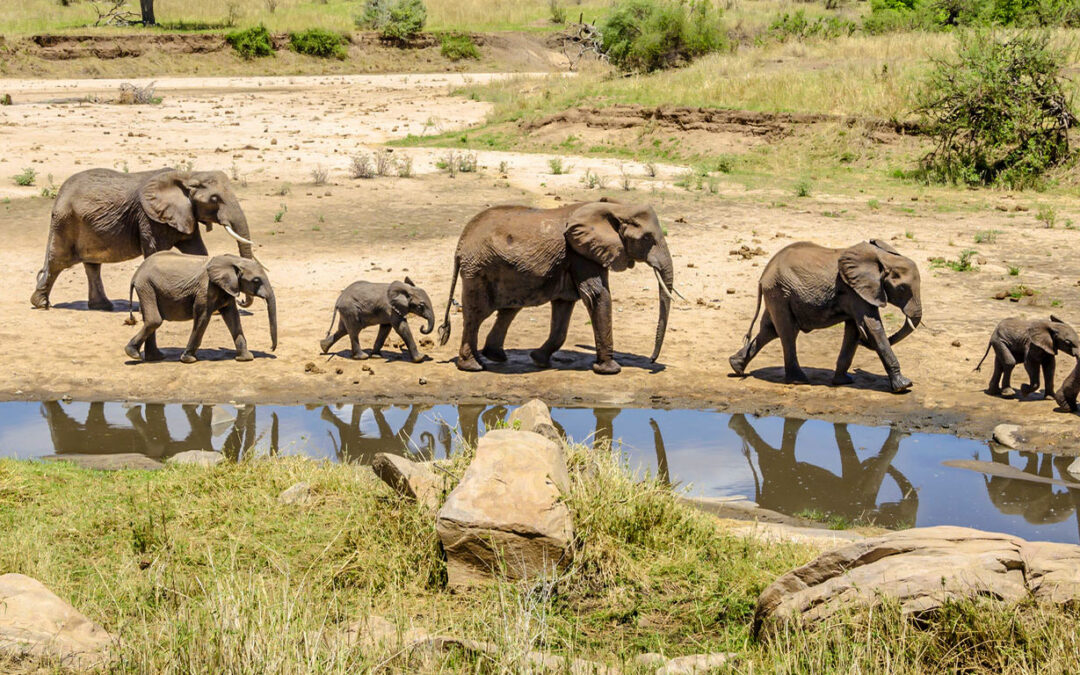 7-Day Fly-in Serengeti Luxury Safari