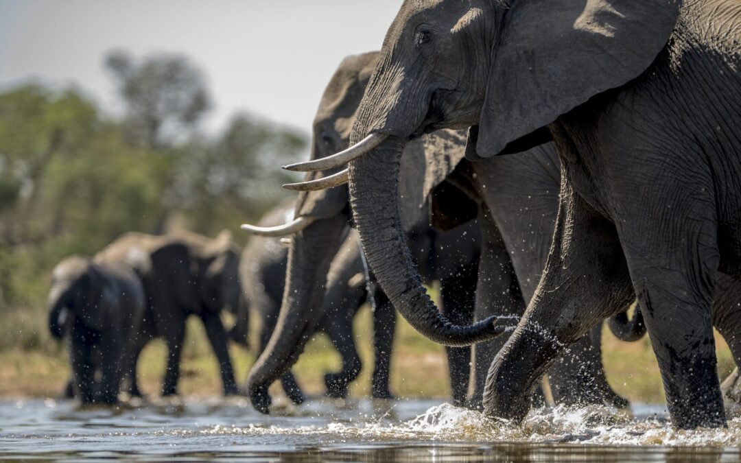 8-Day Family Safari in Tanzania