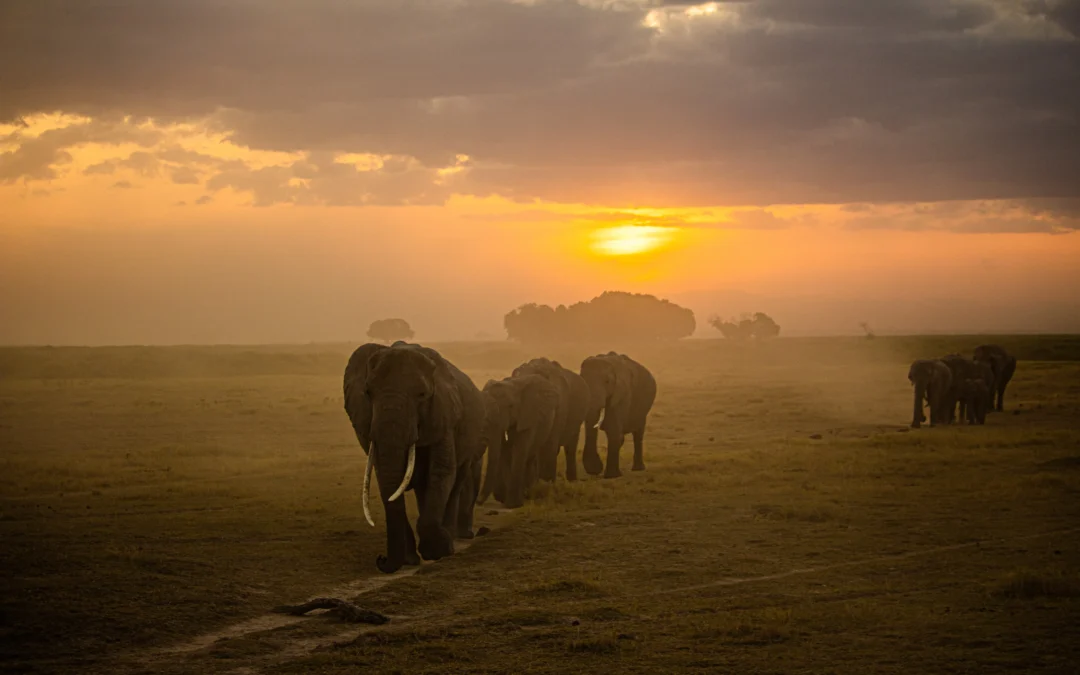 5-Day Fly-in Serengeti Luxury Safari