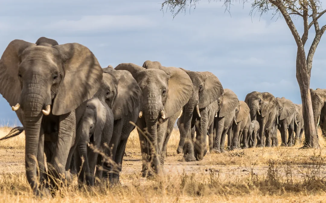 5-Day Tanzania Safari