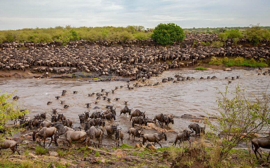 Safari en Tanzania 2026/2027: La Experiencia Definitiva de Viaje en África