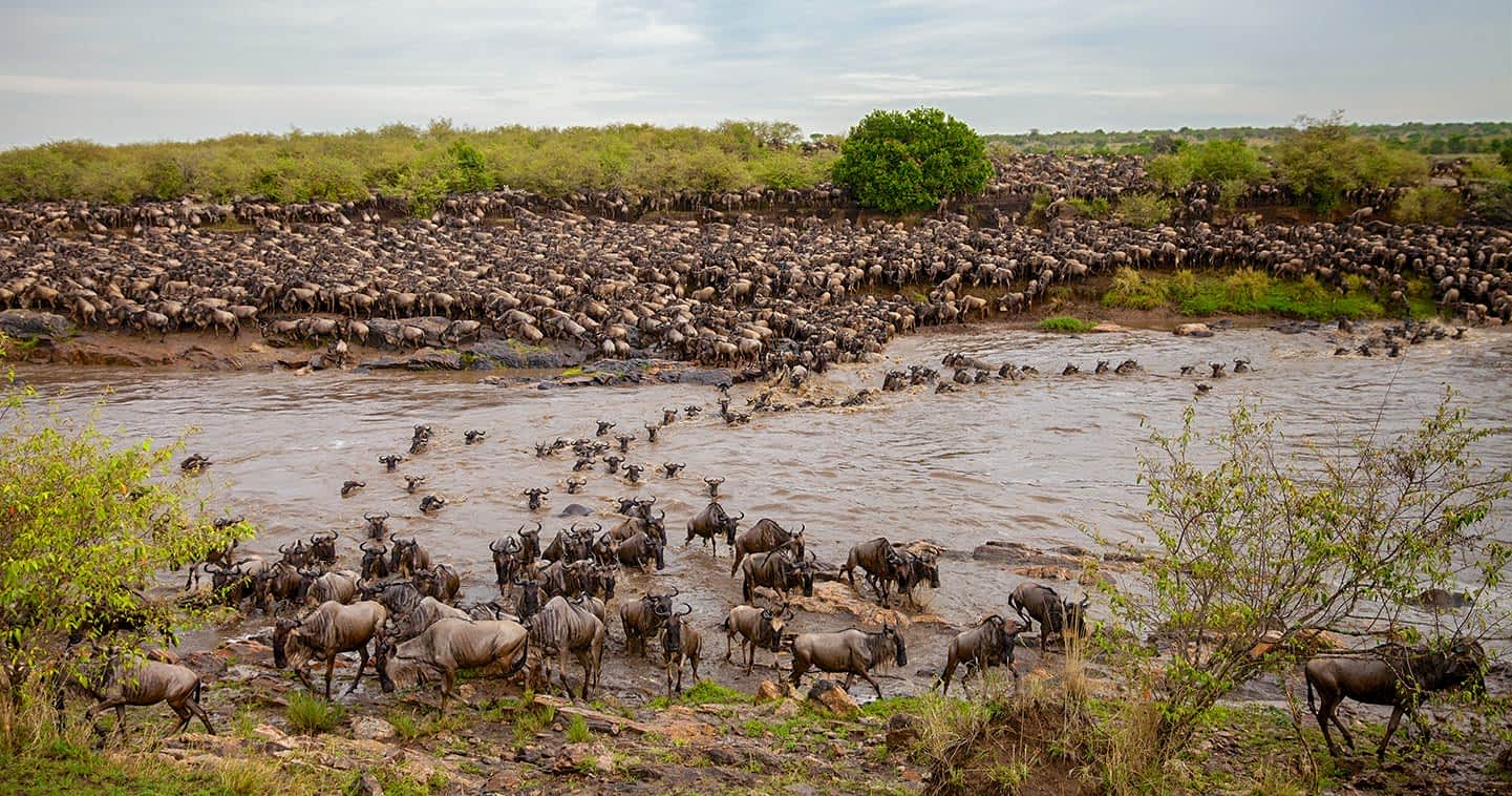 safari en tanzania