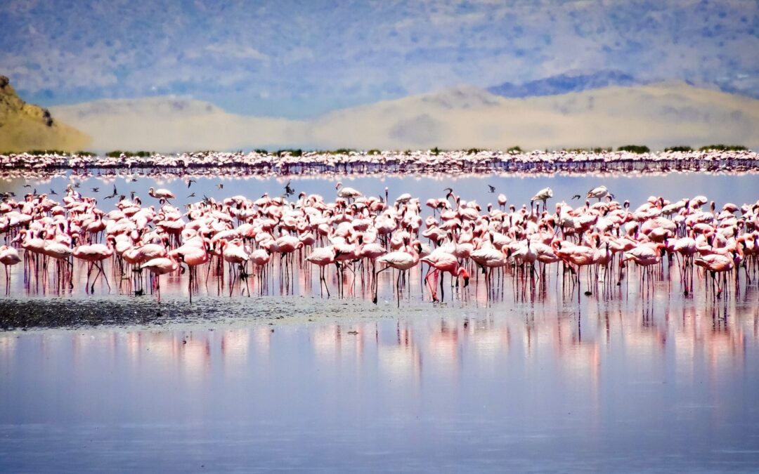6-Day Lake Natron & Serengeti Safari