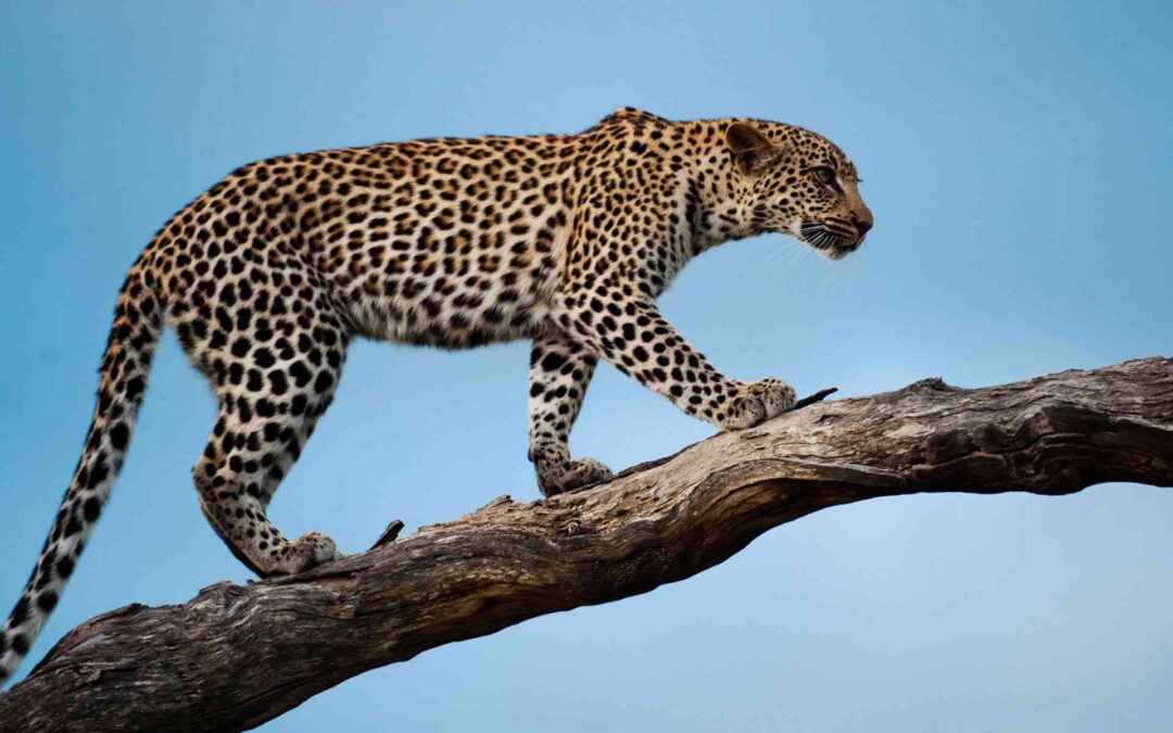 5-Day Big Five Safari in Tanzania