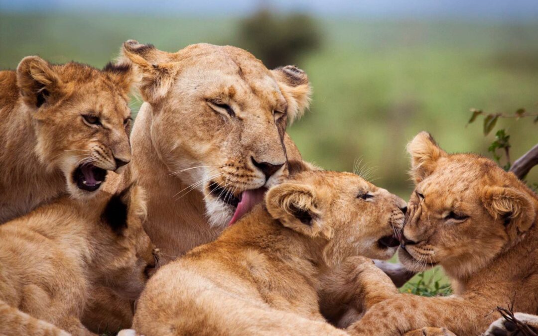 10-Day Group Safari in Tanzania