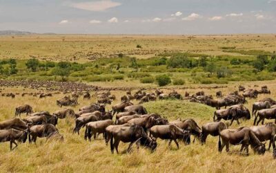 When is the Best Time to Visit Tanzania for Wildlife Safaris