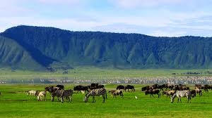 Ngorongoro Crater Day Trip Safari