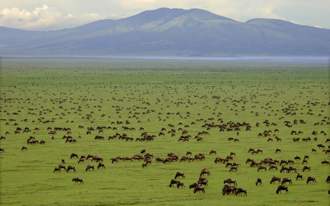 Day Trip Safari In Serengeti
