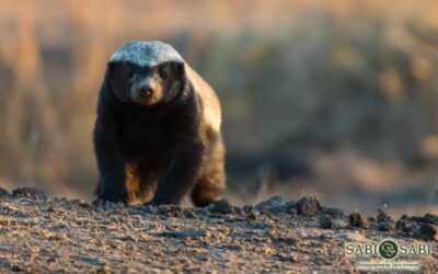 Honey Badger en África: Comportamiento, Hábitat, Alimentación y Curiosidades